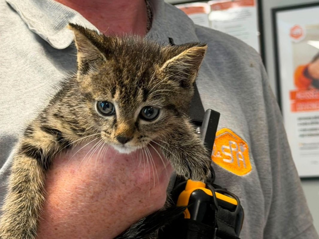 Mouchu - Chat Européen à adopter