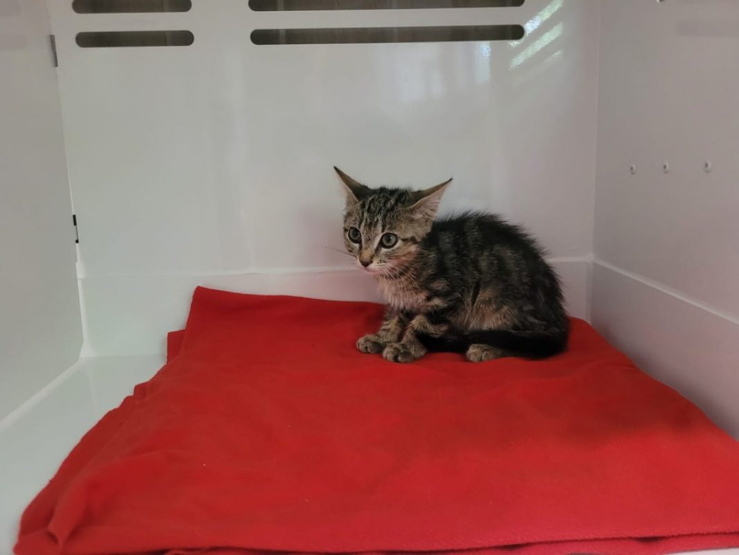 Pedro - Chat Européen à adopter