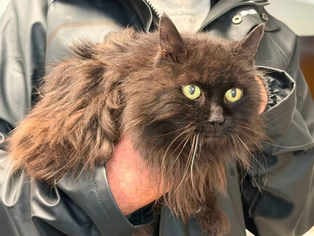 Phimo - Chat Angora Turc à adopter