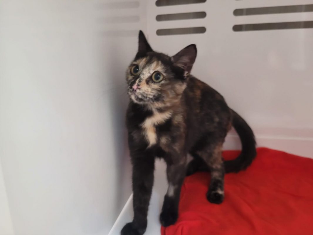 Petra - Chat Européen à adopter
