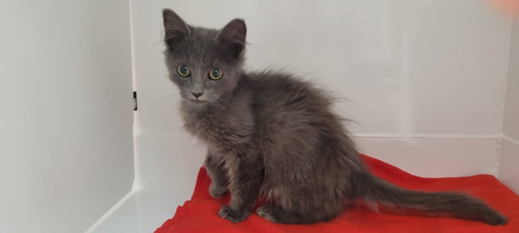 Gunter - Chat Européen à adopter
