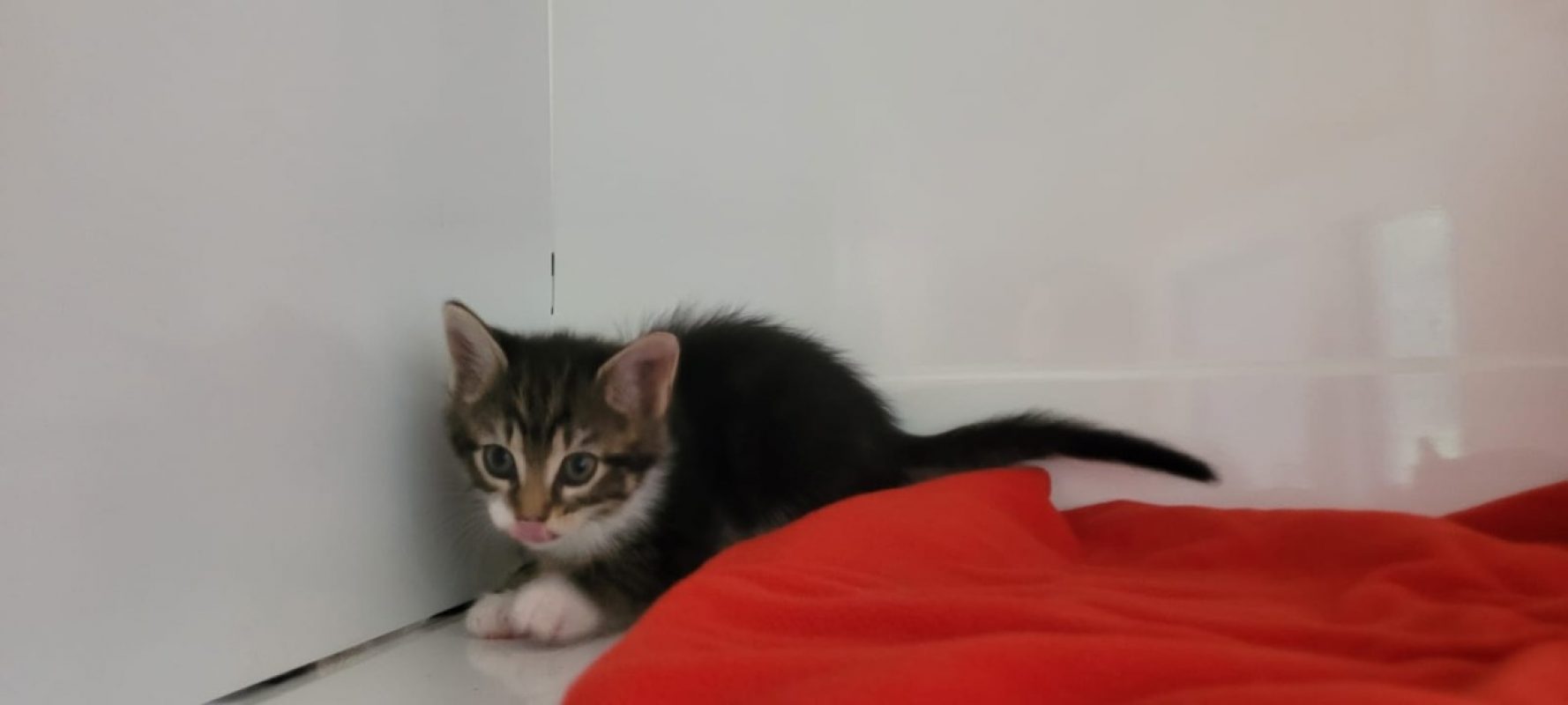 Giulia - Chat Européen à adopter