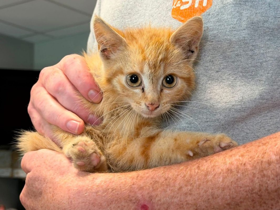 Roudoudou - Chat Européen à adopter