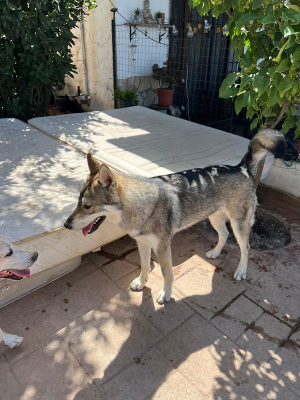 Siri - Chien Husky Sibérien à adopter - photo 2