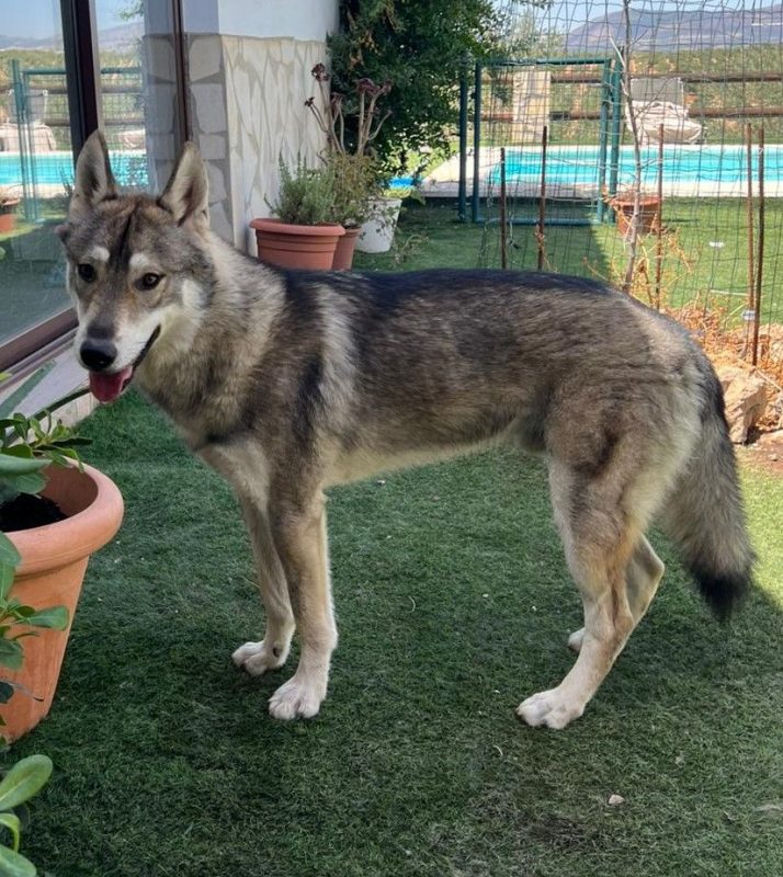 Siri - Chien Husky Sibérien à adopter
