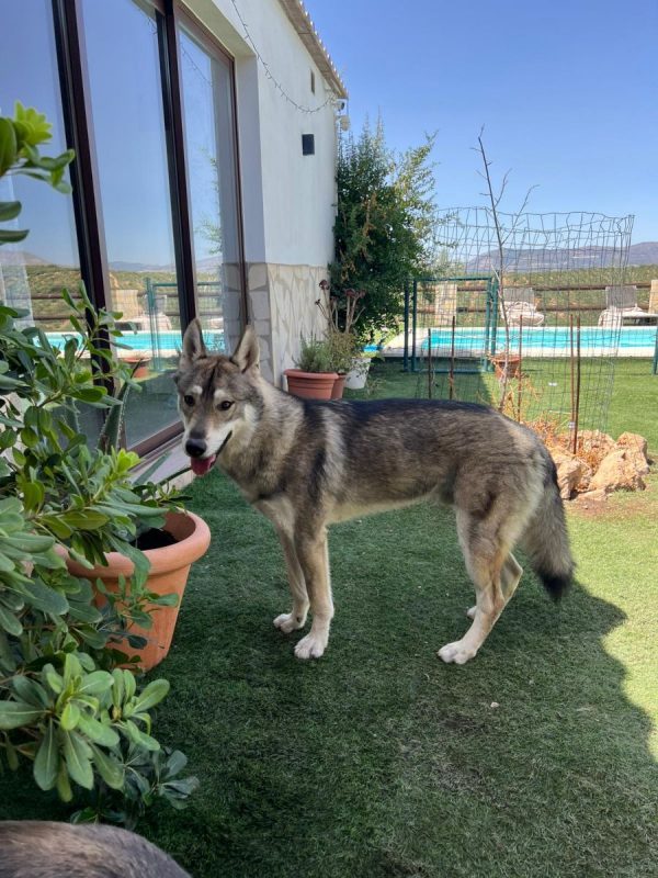 Siri - Chien Husky Sibérien à adopter - photo 4