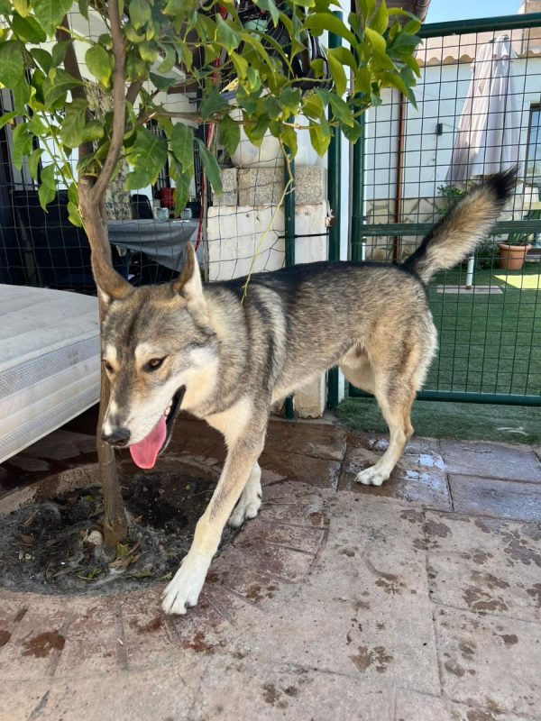 Siri - Chien Husky Sibérien à adopter - photo 5