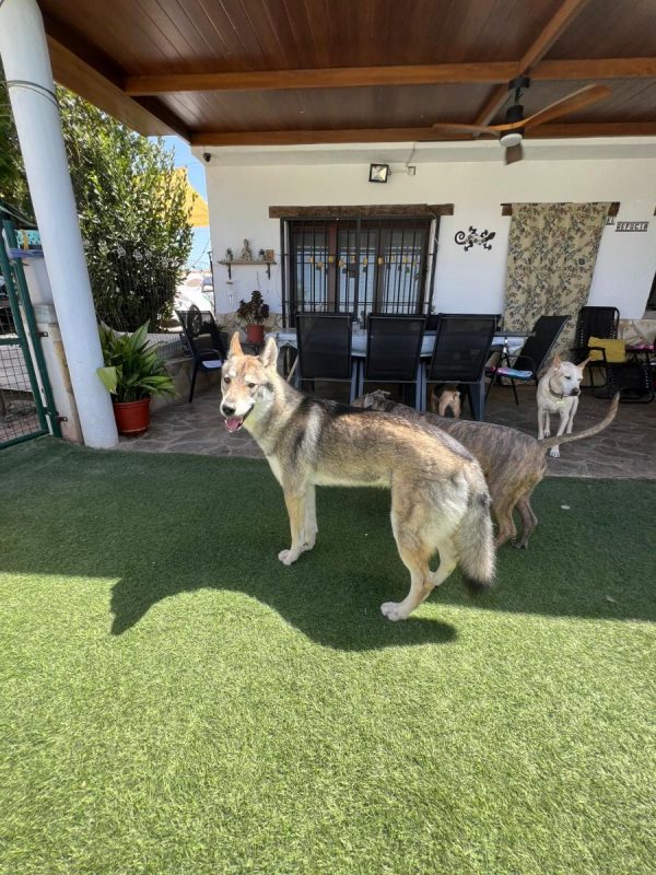Siri - Chien Husky Sibérien à adopter - photo 3