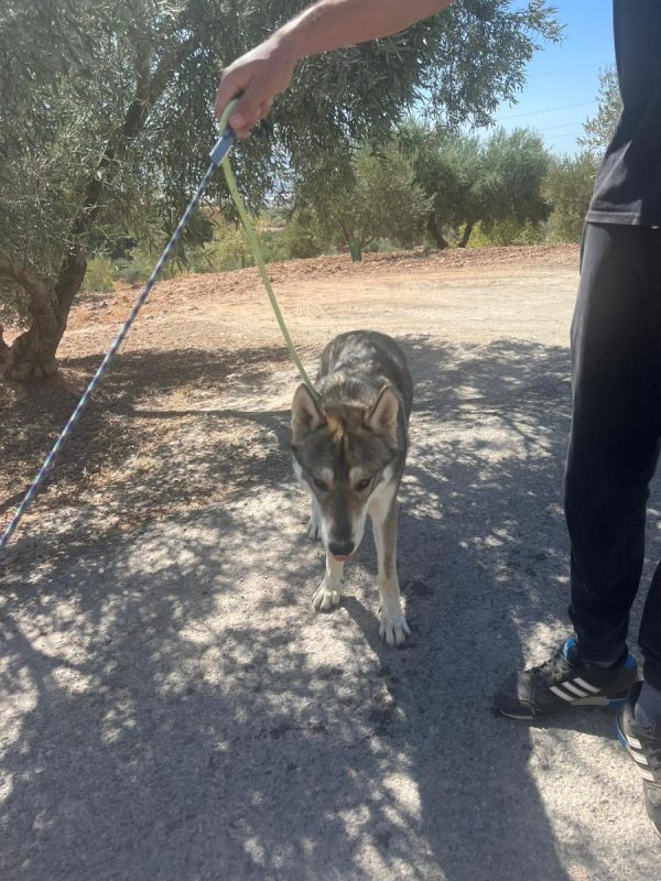 Siri - Chien Husky Sibérien à adopter - photo 6