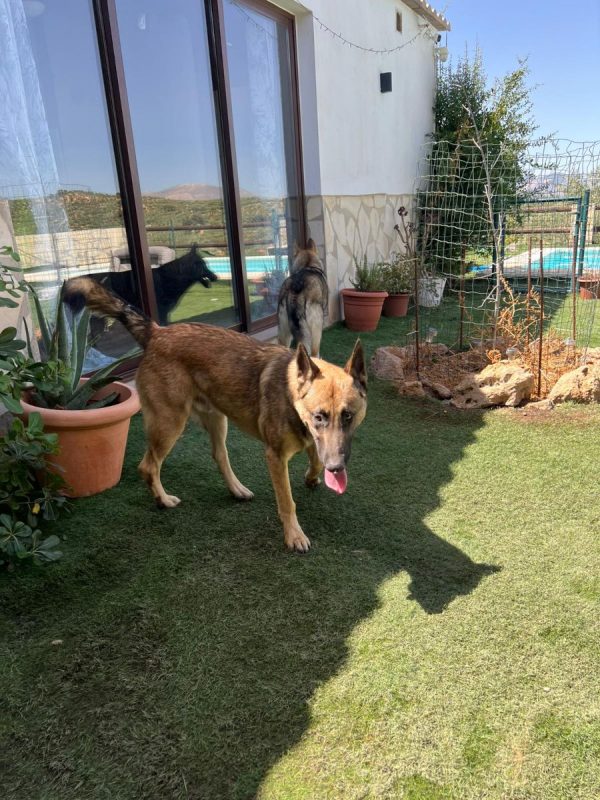 Nero - Chien Berger Allemand à adopter - photo 2