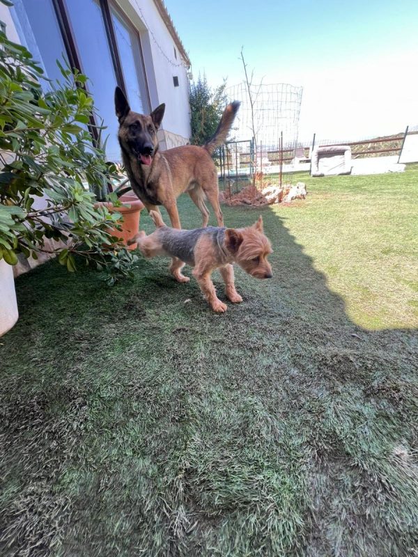 Nero - Chien Berger Allemand à adopter - photo 3