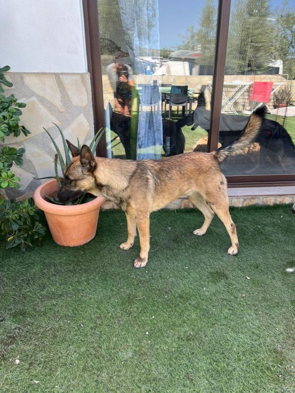 Nero - Chien Berger Allemand à adopter - photo 4