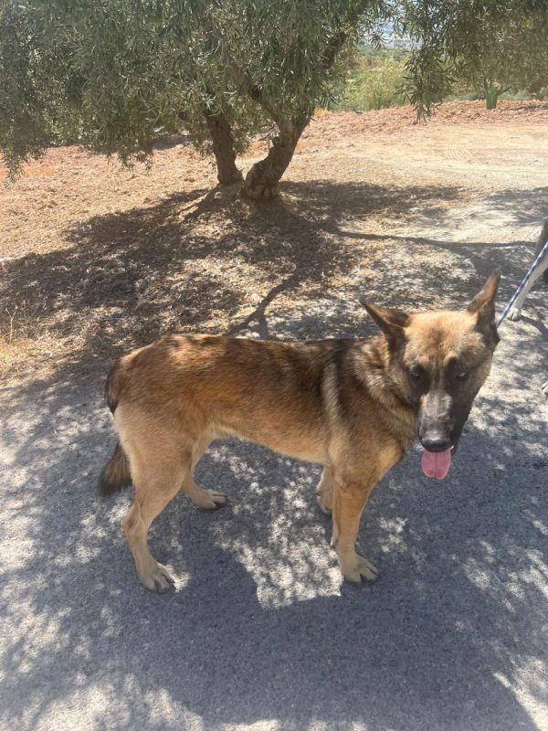 Nero - Chien Berger Allemand à adopter