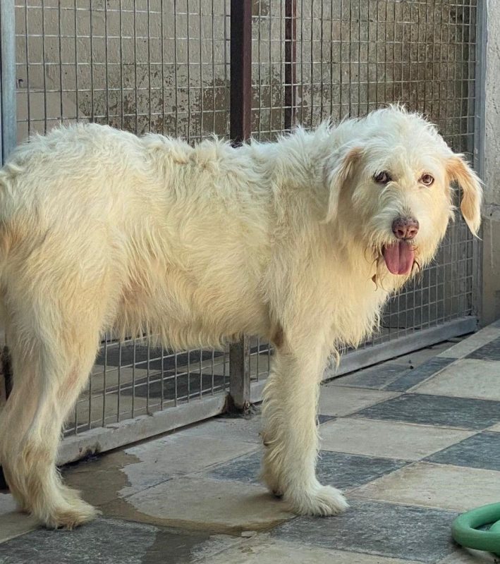 Guirnalda - Chien à adopter - photo 2