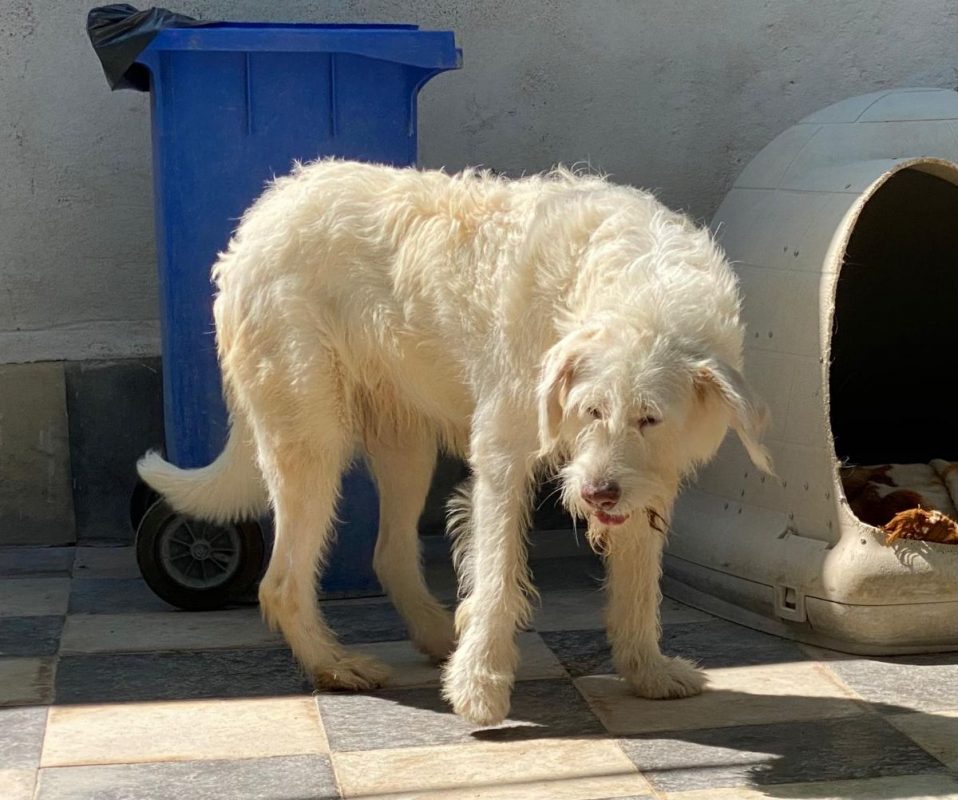 Guirnalda - Chien à adopter - photo 4