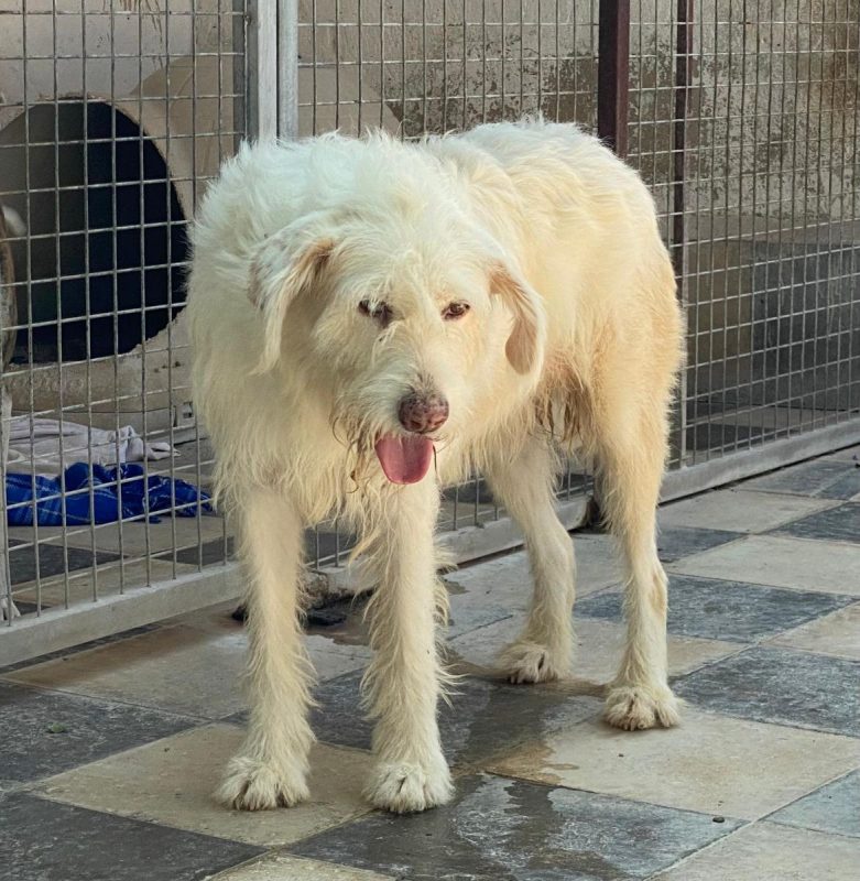 Guirnalda - Chien à adopter - photo 5