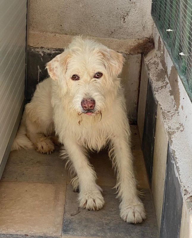 Guirnalda - Chien à adopter
