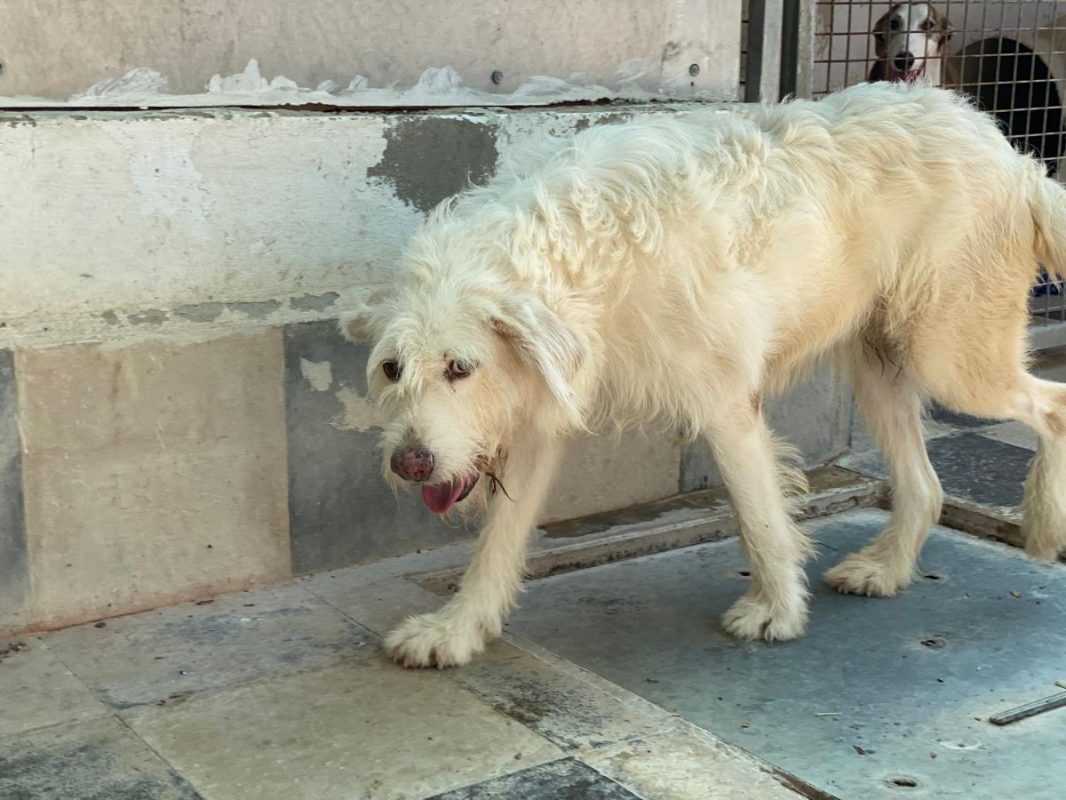 Guirnalda - Chien à adopter - photo 6