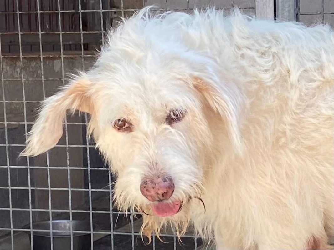 Guirnalda - Chien à adopter - photo 3