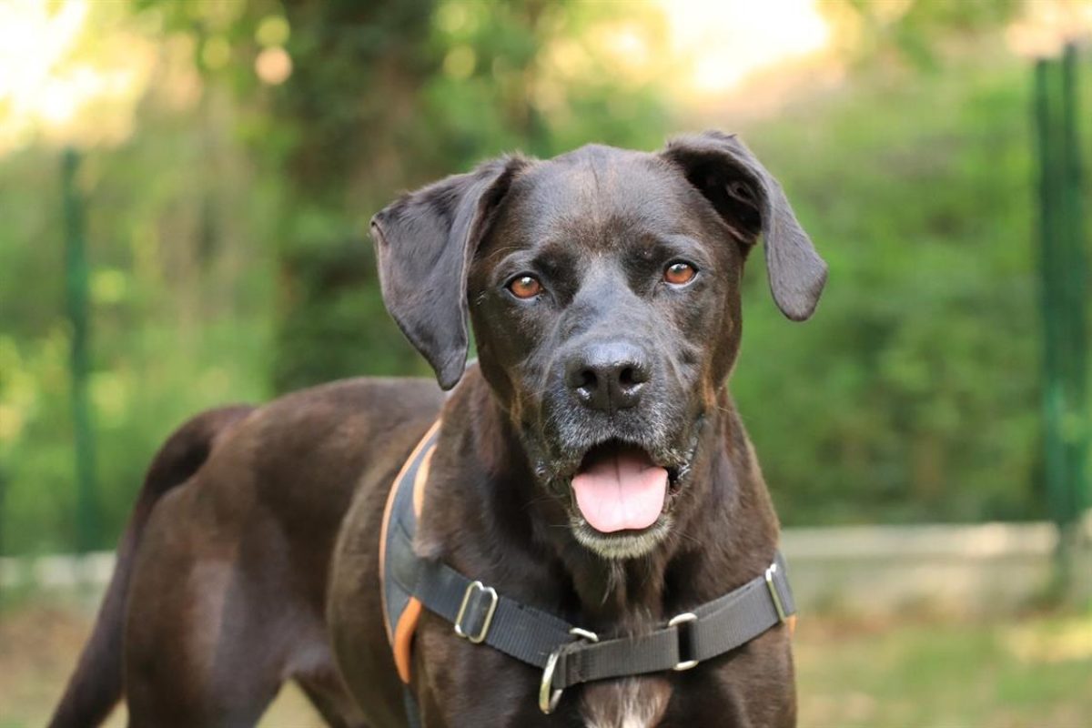 Oggy - Chien à adopter