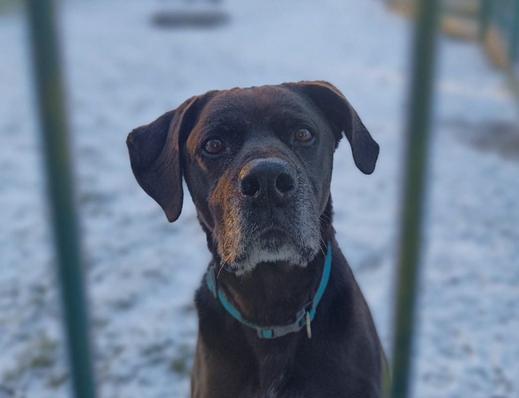 Oggy - Chien à adopter - photo 2
