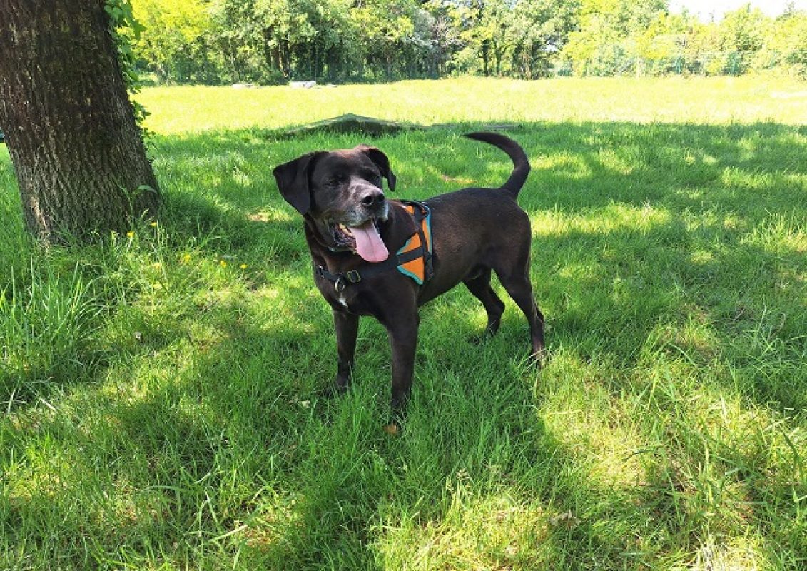 Oggy - Chien à adopter - photo 3
