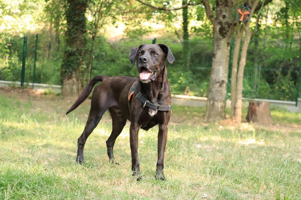 Oggy - Chien à adopter - photo 5