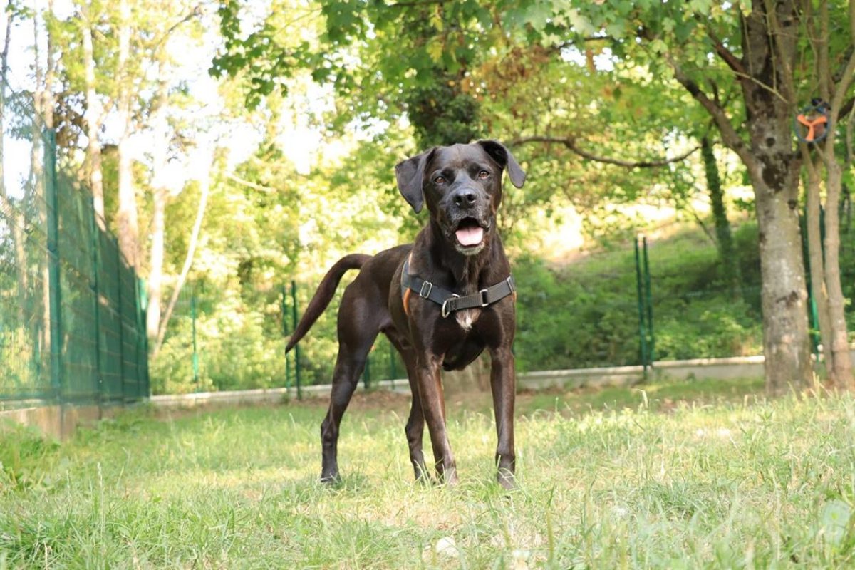 Oggy - Chien à adopter - photo 6