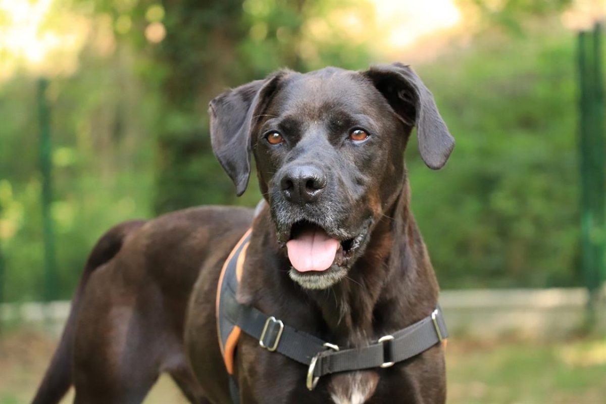 Oggy - Chien à adopter - photo 8