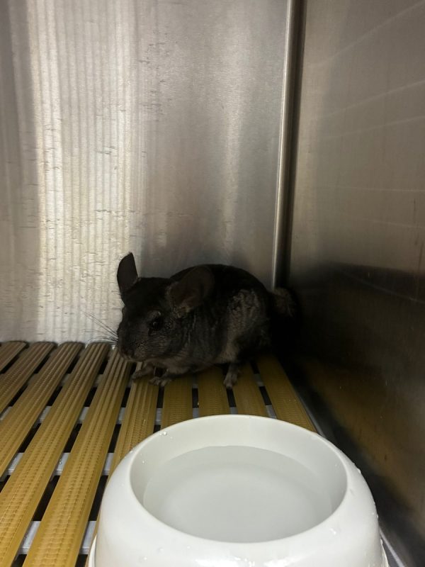 Azote - Rongeur Chinchilla à adopter