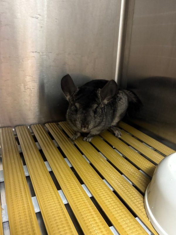 Azote - Rongeur Chinchilla à adopter - photo 2