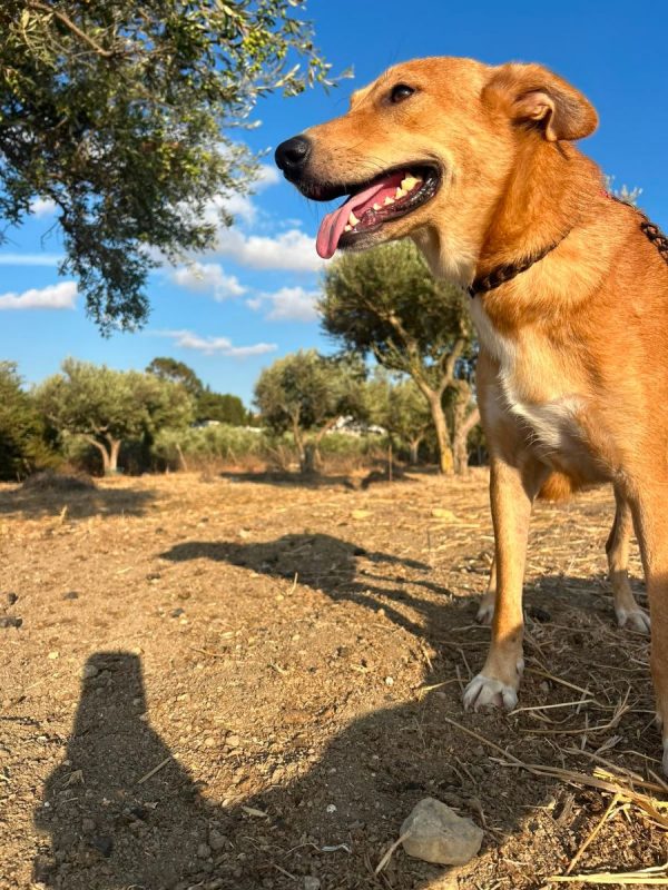 TEDDY - Chien à adopter - photo 6