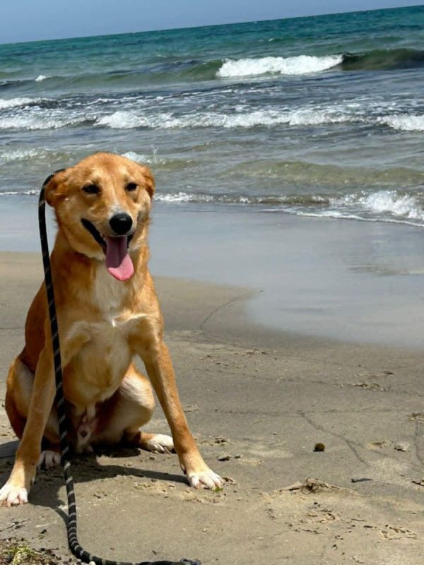 TEDDY - Chien à adopter - photo 2