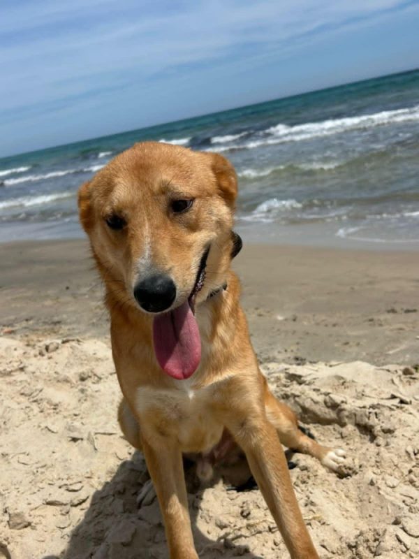TEDDY - Chien à adopter - photo 8