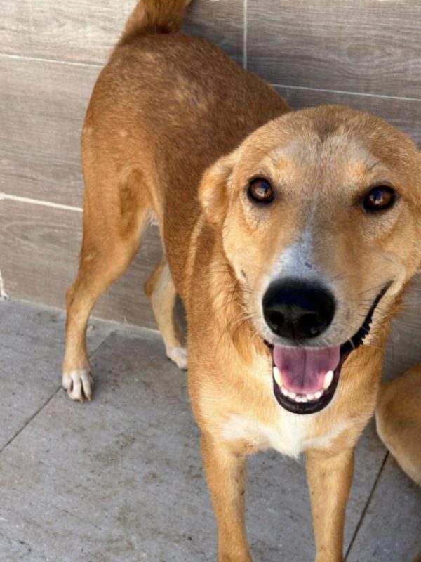 TEDDY - Chien à adopter - photo 5