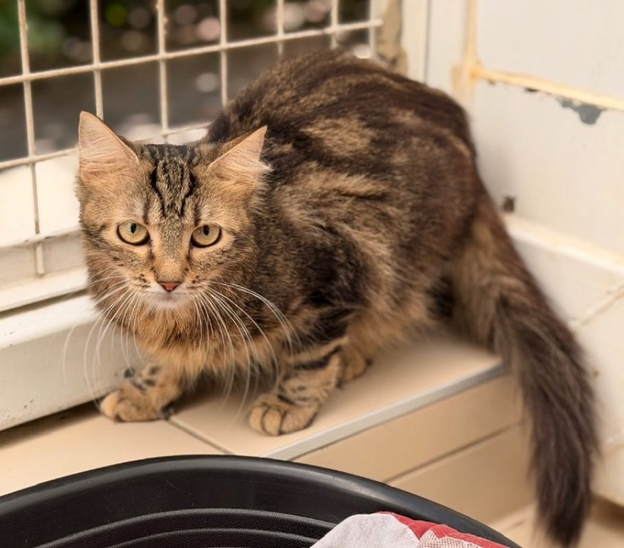 Maguie - Chat Européen à adopter