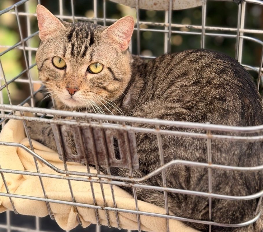 Night - Chat Européen à adopter