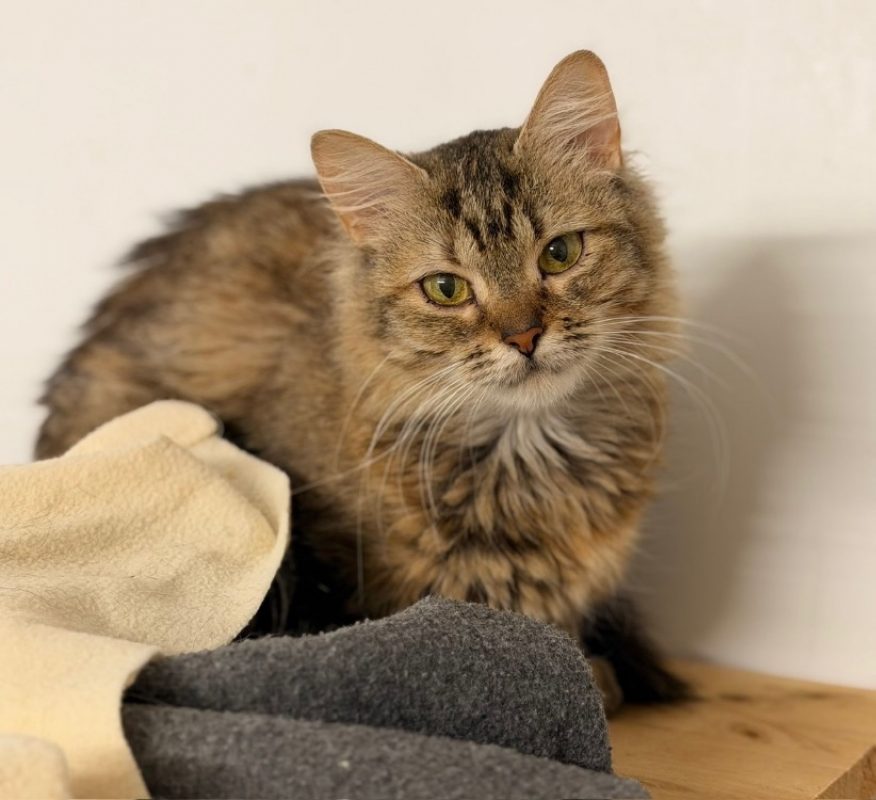 Mabel - Chat Européen à adopter