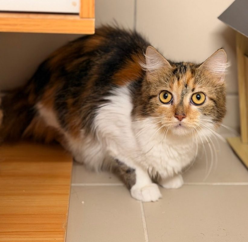 Gréta - Chat Européen à adopter