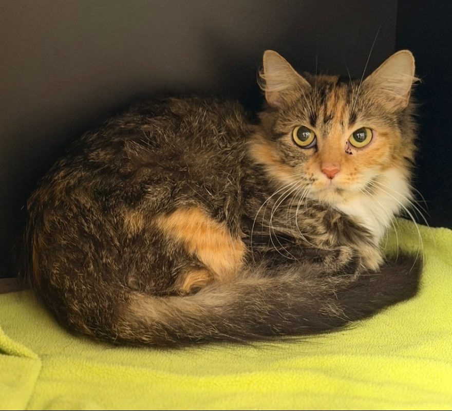 Malibu - Chat Européen à adopter