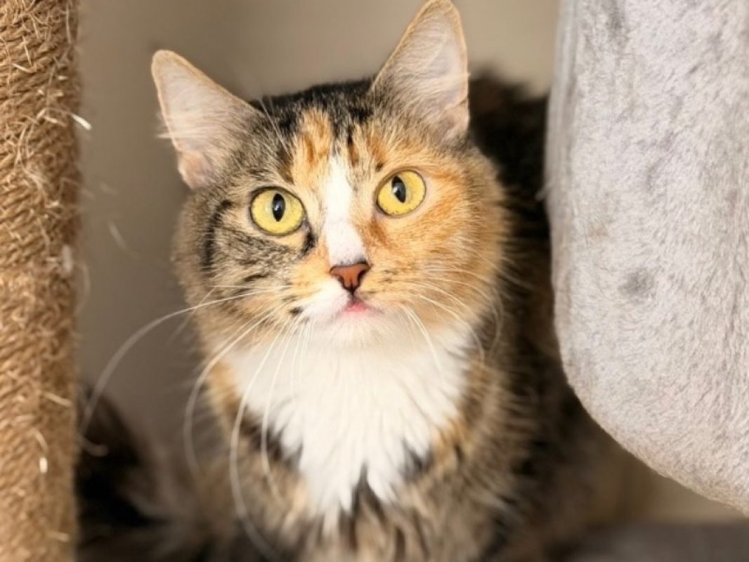 Cherry - Chat Européen à adopter
