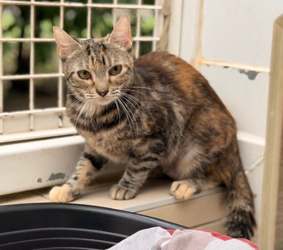 Marge - Chat Européen à adopter