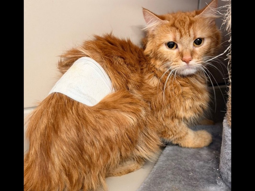 Lilo - Chat Européen à adopter