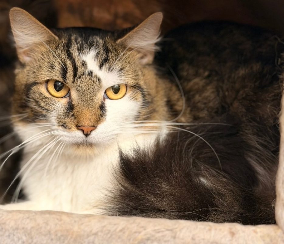 Diesel - Chat Européen à adopter