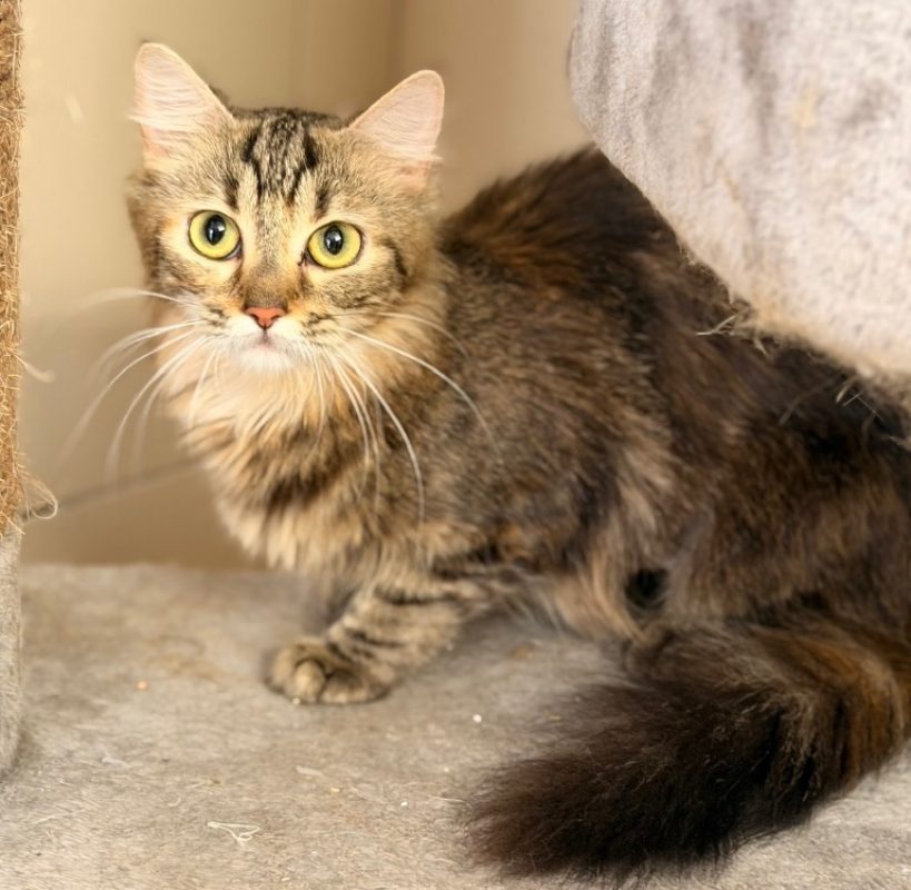 Lisa - Chat Européen à adopter