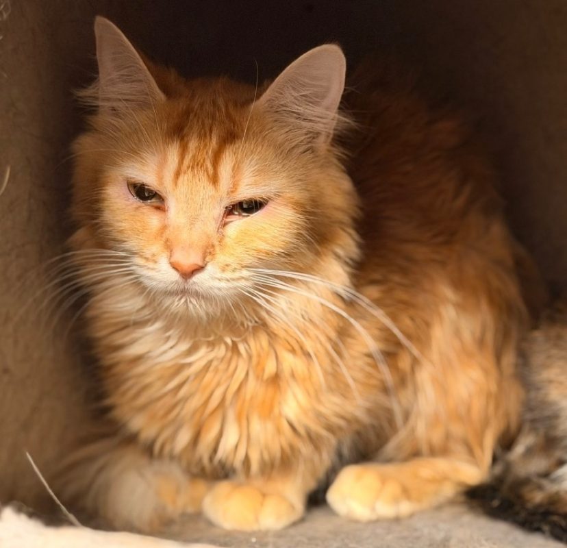 Ibana - Chat Européen à adopter