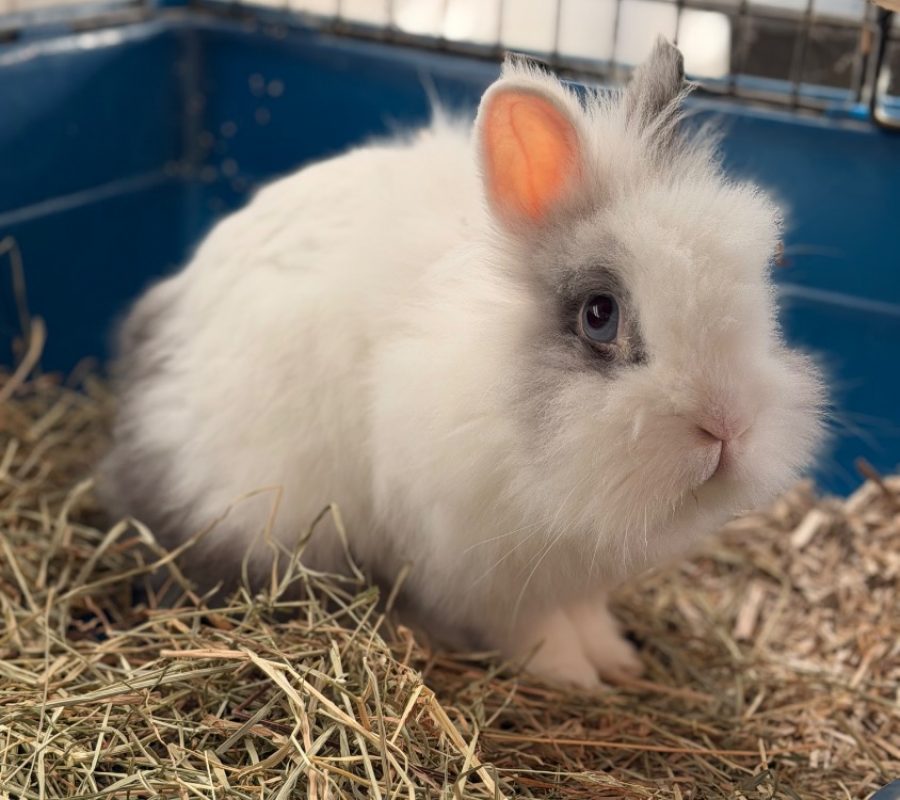 Pinpin - Rongeur Lapin à adopter