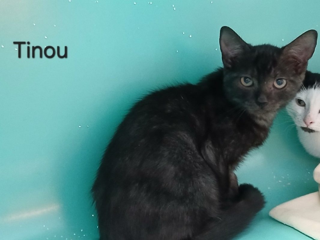 Tinou - Chat Européen à adopter