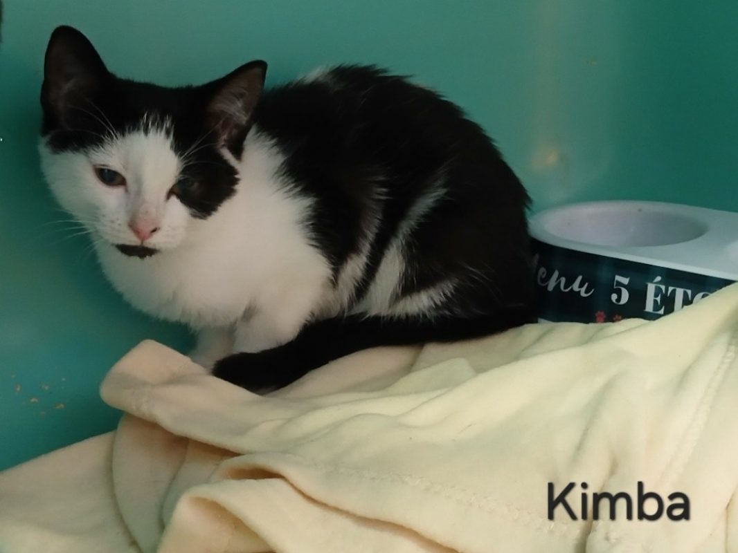 Kimba - Chat Européen à adopter