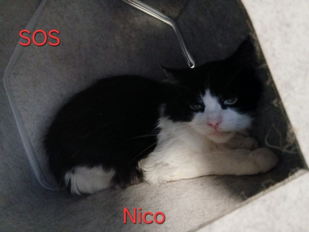 Nico - Chat Européen à adopter